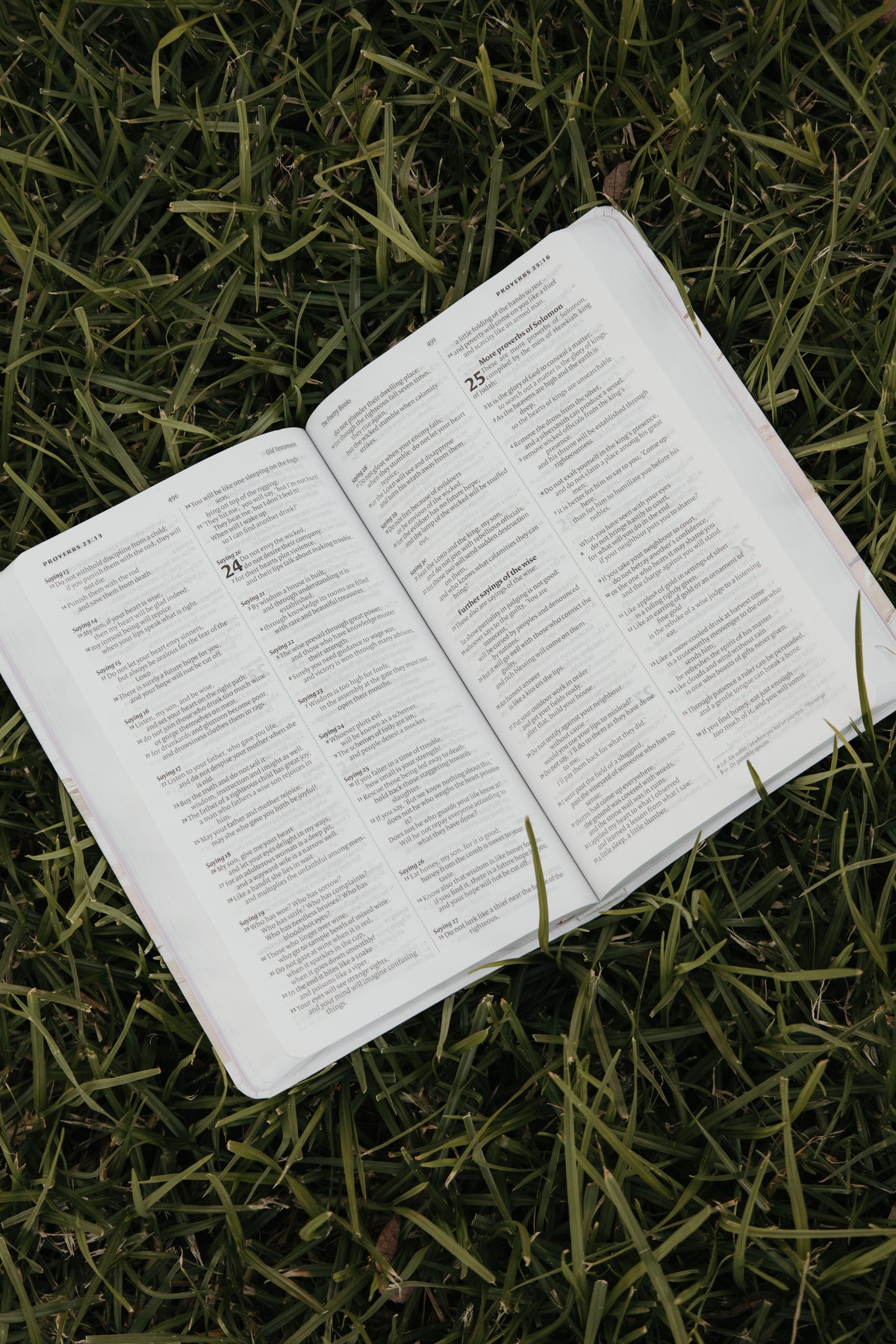 “Vine & Branches” Bible